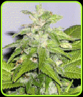 Early Bird Skunk - Sagarmatha Seeds