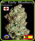 BC Early Blueberry - Next Generation Seeds