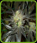 SALE - Early Bubba Kush - Reeferman Seeds - Reeferman Seeds
