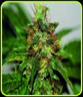 Early Durban - Seedsman Seeds