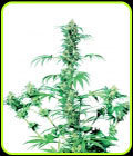 Early Girl - Sensi Seeds