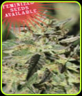 Early Girl OG Hybrid - Humboldt Seed Company