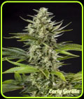 Early Gorilla - Philosopher Seeds