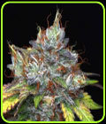 Early Purple Kush - Reeferman Seeds