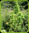 Early Riser - Sagarmatha Seeds