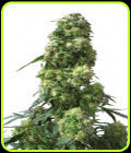 SALE - Early Skunk - Sensi Seeds - Cannabis Seed Sale Items