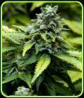 Early Widow - Advanced Seeds