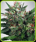 Early XXX - Ministry of Cannabis