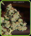 East Coast Sour Diesel Haze - Connoisseur Genetics