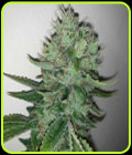 East Coast Sour Peach - Spitfire Genetics
