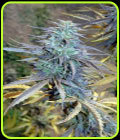 Easy AK XL - Big Head Seeds