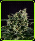 Easy Haze - Genofarm Seeds