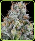 Easy Money - Grounded Genetics