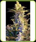 Easy Ryder - Joint Doctor Seeds