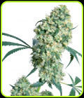 Ed Rosenthal Superbud - Sensi Seeds