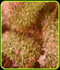 Edy - Original Delicatessen Seeds