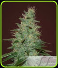 El Alquemista Auto - Samsara Seeds