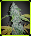 El Chapo - The Plug Seedbank