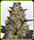 El Dorado OG - Paradise Seeds
