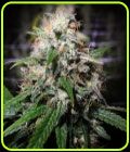 Electric Avenue - Original Dampkring Genetics