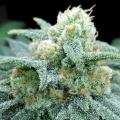 Electric Koolaid - Grateful Seeds