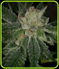 Elevated OG - Archive Seeds