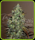 Eleven Roses - Delicious Seeds