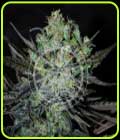 Eleven Roses Auto - Delicious Seeds