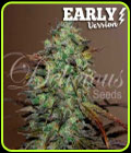 Eleven Roses Early Version - Delicious Seeds