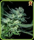 Eli - R-Kiem Seeds