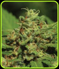 Emerald Fire OG - Humboldt Seed Company