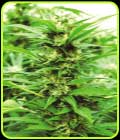 Emerald Jack - Emerald Triangle Seeds