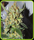 Emperor Mandarin - Cali Kush Farms