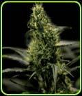 Energy Haze - The Bulldog Seeds