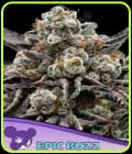 Epic Buzz Auto - Anesia Seeds