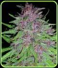 ErdPurt - Ace Seed bank