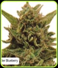 Eter Blueberry - Dispensario Seeds