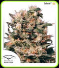 Euforia - Dutch Passion Seeds