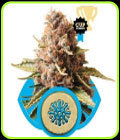 Euphoria - Royal Queen Seeds
