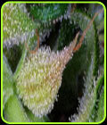 Exocet Haze - Kaliman Seeds