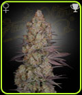 Exodus Cheese - Green House Seeds