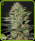 Exodus Cheese Auto - Green House Seeds