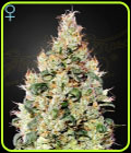 SALE - Exodus Cheese Autoflowering CBD - Green House Seeds - Cannabis Seed Sale Items