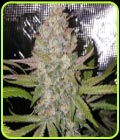 Exodus Valley - True Canna Genetics
