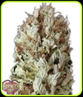 Extreme Impact Auto - Heavyweight Seeds