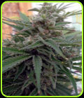 FLO-OG - Rare Dankness Seeds