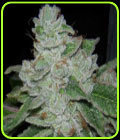 Face Off OG BX2 - Archive Seeds