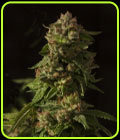 Fallen Angel - Devil's Harvest Seeds