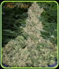 Far Out - Mandala Seeds