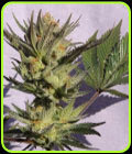 Gypsy Kush - Kannabia Seeds